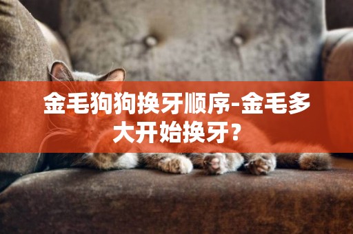 金毛狗狗換牙順序-金毛多大開始換牙？