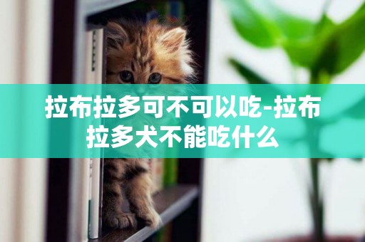拉布拉多可不可以吃-拉布拉多犬不能吃什么