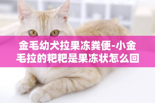 金毛幼犬拉果凍糞便-小金毛拉的粑粑是果凍狀怎么回事