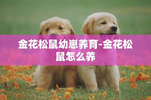 金花松鼠幼崽養育-金花松鼠怎么養