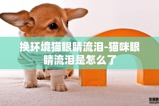 換環境貓眼睛流淚-貓咪眼睛流淚是怎么了