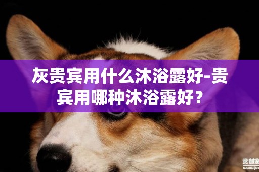 灰貴賓用什么沐浴露好-貴賓用哪種沐浴露好？