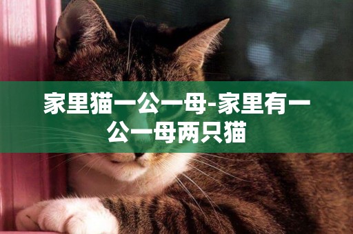 家里貓一公一母-家里有一公一母兩只貓