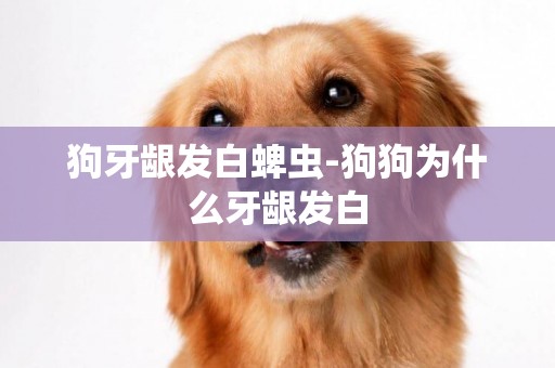 狗牙齦發白蜱蟲-狗狗為什么牙齦發白