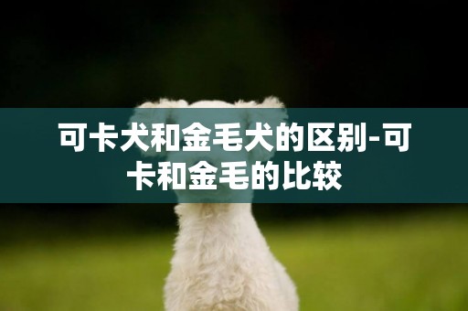 可卡犬和金毛犬的區別-可卡和金毛的比較