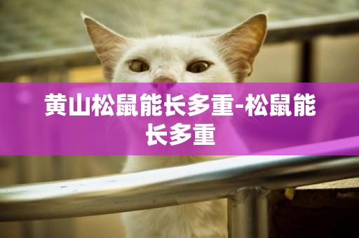 黃山松鼠能長多重-松鼠能長多重