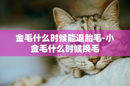 金毛什么時候能退胎毛-小金毛什么時候換毛