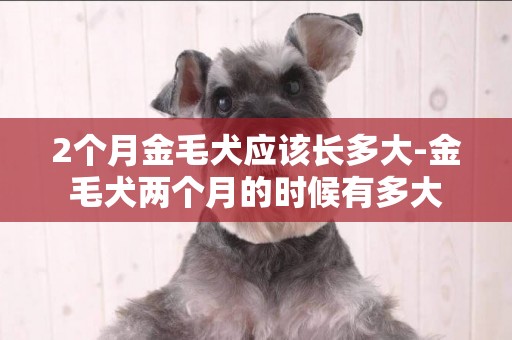 2個月金毛犬應該長多大-金毛犬兩個月的時候有多大