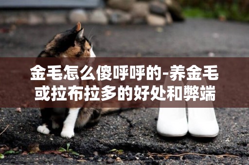 金毛怎么傻呼呼的-養金毛或拉布拉多的好處和弊端
