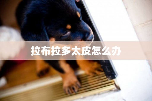 拉布拉多太皮怎么辦