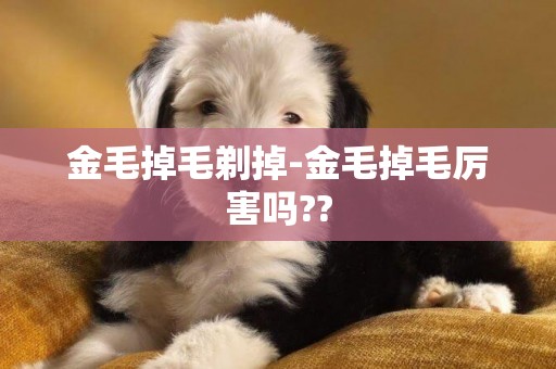 金毛掉毛剃掉-金毛掉毛厲害嗎??