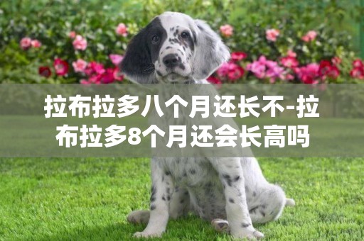 拉布拉多八個月還長不-拉布拉多8個月還會長高嗎