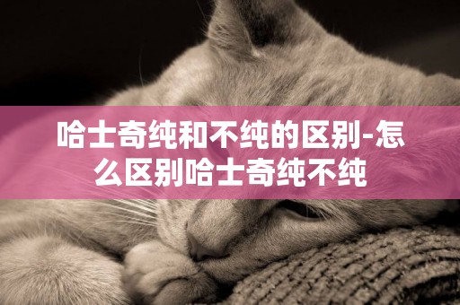哈士奇純和不純的區別-怎么區別哈士奇純不純