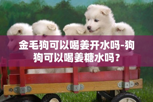 金毛狗可以喝姜開水嗎-狗狗可以喝姜糖水嗎？