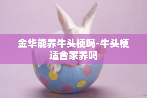 金華能養牛頭梗嗎-牛頭梗適合家養嗎
