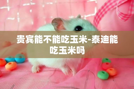 貴賓能不能吃玉米-泰迪能吃玉米嗎