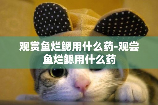 觀賞魚爛鰓用什么藥-觀嘗魚爛鰓用什么藥
