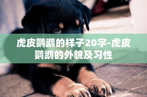 虎皮鸚鵡的樣子20字-虎皮鸚鵡的外貌及習性