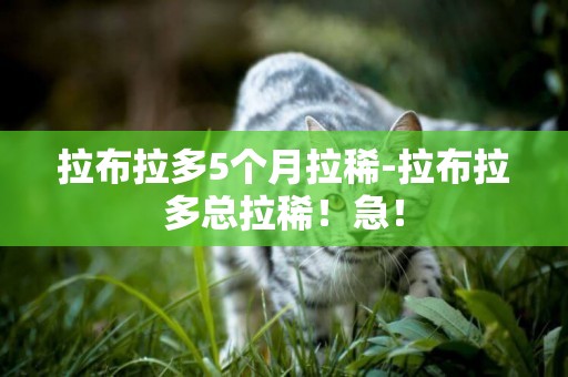 拉布拉多5個月拉稀-拉布拉多總拉稀！急！