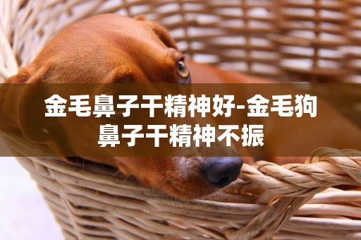 金毛鼻子干精神好-金毛狗鼻子干精神不振
