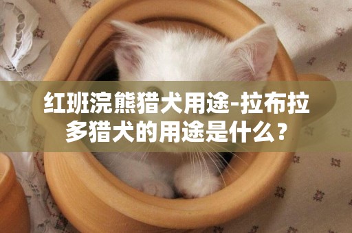 紅班浣熊獵犬用途-拉布拉多獵犬的用途是什么？
