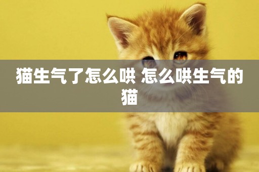 貓生氣了怎么哄 怎么哄生氣的貓