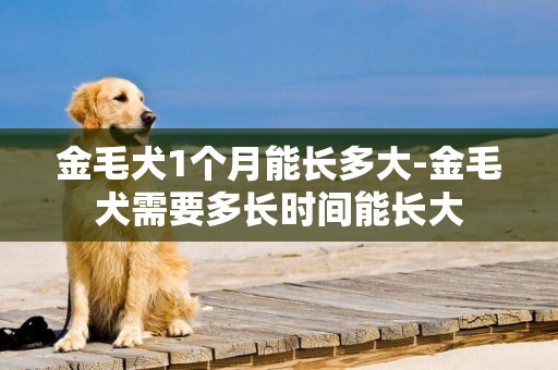 金毛犬1個月能長多大-金毛犬需要多長時間能長大