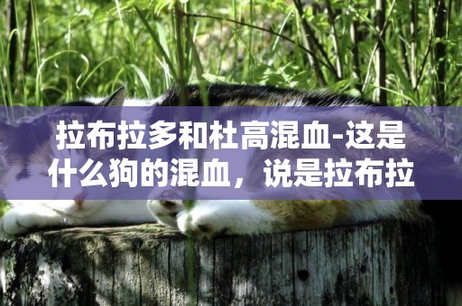 拉布拉多和杜高混血-這是什么狗的混血，說是拉布拉多的混血？