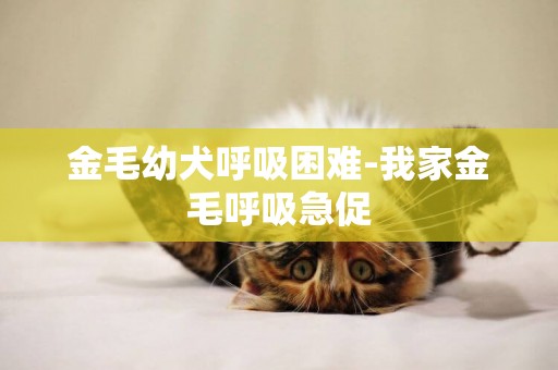 金毛幼犬呼吸困難-我家金毛呼吸急促