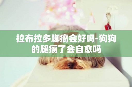 拉布拉多腳瘸會好嗎-狗狗的腿瘸了會自愈嗎