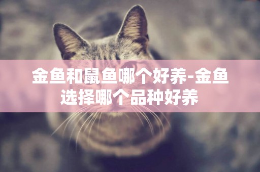 金魚和鼠魚哪個好養-金魚選擇哪個品種好養