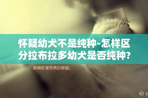 懷疑幼犬不是純種-怎樣區分拉布拉多幼犬是否純種?