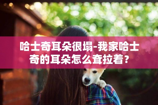 哈士奇耳朵很塌-我家哈士奇的耳朵怎么耷拉著？