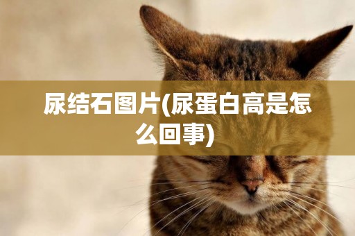 尿結石圖片(尿蛋白高是怎么回事) 