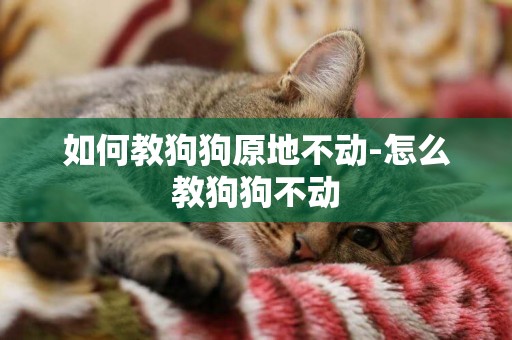 如何教狗狗原地不動-怎么教狗狗不動