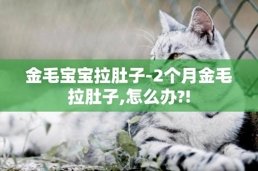 金毛寶寶拉肚子-2個月金毛拉肚子,怎么辦?!
