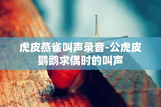 虎皮燕雀叫聲錄音-公虎皮鸚鵡求偶時的叫聲
