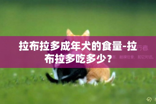 拉布拉多成年犬的食量-拉布拉多吃多少？