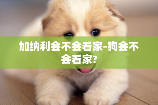 加納利會不會看家-狗會不會看家?