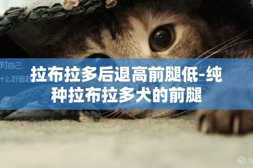 拉布拉多后退高前腿低-純種拉布拉多犬的前腿