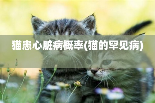 貓患心臟病概率(貓的罕見病) 