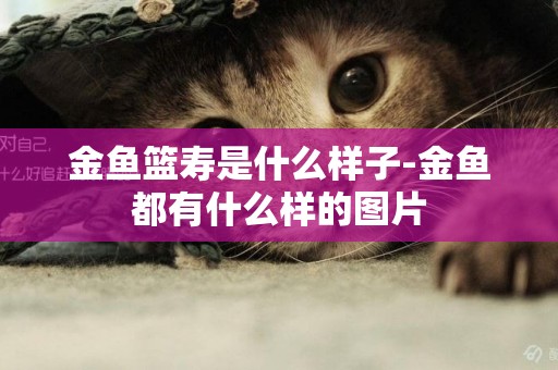 金魚籃壽是什么樣子-金魚都有什么樣的圖片