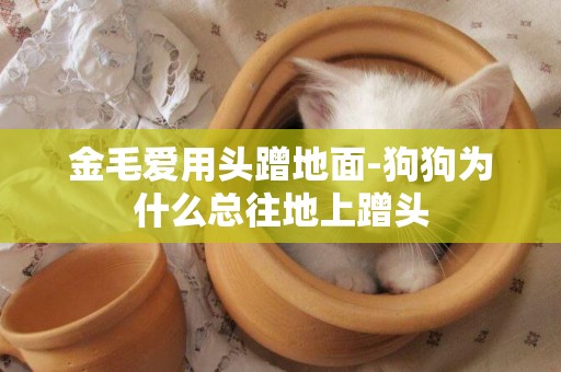 金毛愛用頭蹭地面-狗狗為什么總往地上蹭頭