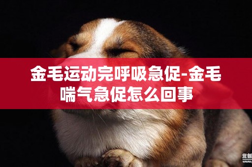 金毛運動完呼吸急促-金毛喘氣急促怎么回事