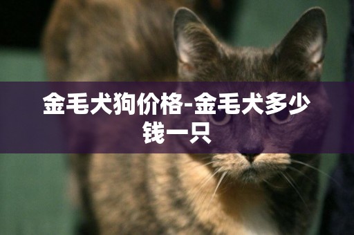 金毛犬狗價格-金毛犬多少錢一只