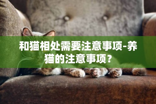 和貓相處需要注意事項-養貓的注意事項？
