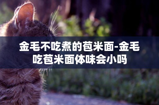 金毛不吃煮的苞米面-金毛吃苞米面體味會小嗎