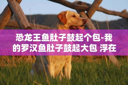 恐龍王魚肚子鼓起個包-我的羅漢魚肚子鼓起大包 浮在水面肚子向上 有二十幾天不進食 曾用過慶大霉素和粗