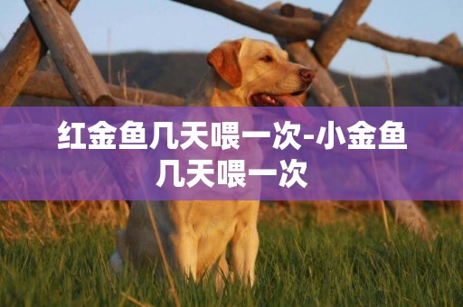 紅金魚幾天喂一次-小金魚幾天喂一次