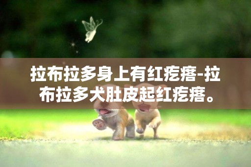 拉布拉多身上有紅疙瘩-拉布拉多犬肚皮起紅疙瘩。